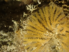 Bugulidae