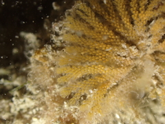 Bugulidae