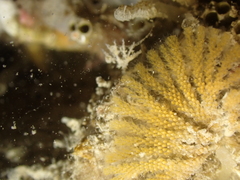 Bugulidae