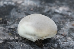 Lycoperdon dermoxanthum