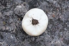 Lycoperdon dermoxanthum