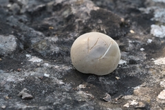 Lycoperdon dermoxanthum