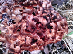 Podoscypha multizonata