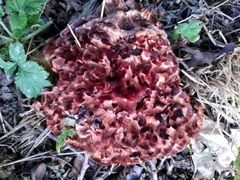 Podoscypha multizonata