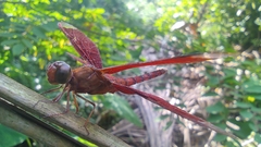 Neurothemis fulvia
