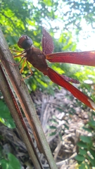 Neurothemis fulvia