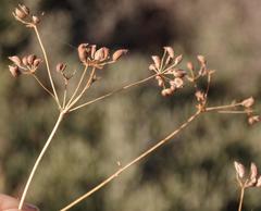 Anginon swellendamense