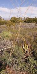 Anginon swellendamense