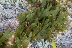 Rugulopteryx marginata