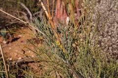 Anginon swellendamense