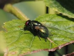 Pyrellia vivida