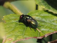 Pyrellia vivida