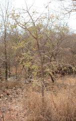 Albizia harveyi