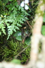 Holothrix orthoceras