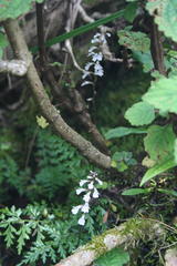 Holothrix orthoceras