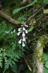 Holothrix orthoceras