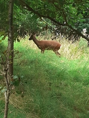 Capreolus capreolus