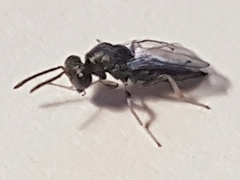 Chalcidoidea