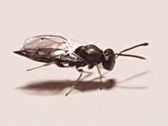 Chalcidoidea