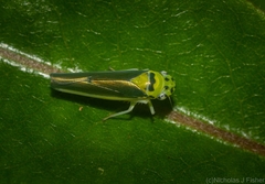 Ishidaella albomarginata