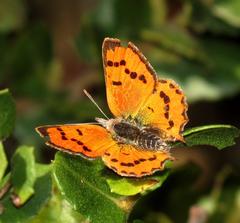 Chrysoritis natalensis