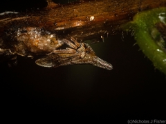 Aconophora compressa