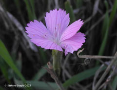 Dianthus strictus