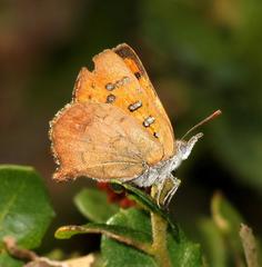 Chrysoritis natalensis