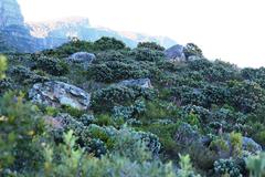 Leucospermum conocarpodendron conocarpodendron