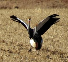 Balearica regulorum regulorum