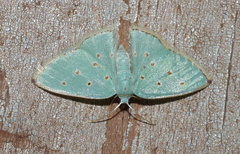 Comostolopsis stillata