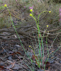 Glischrocaryon aureum