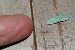 Comostolopsis stillata