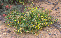 Hibbertia acerosa