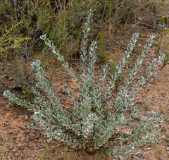 Adenanthos cuneatus