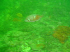 Chrysoblephus laticeps