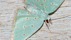 Comostolopsis stillata