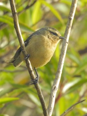 Conirostrum cinereum