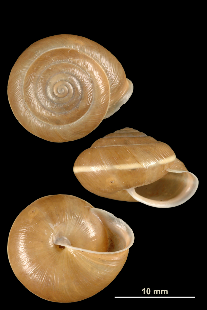 Hygromia limbata limbata