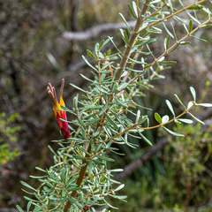 Lambertia inermis
