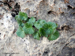 Umbilicus intermedius