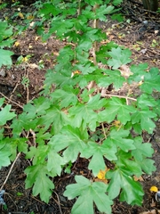 Acer campestre