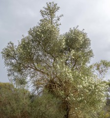 Hakea commutata