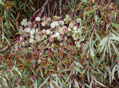 Eucalyptus buprestium