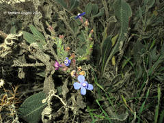 Anchusa strigosa