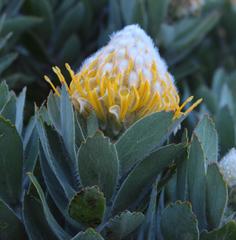 Leucospermum conocarpodendron conocarpodendron