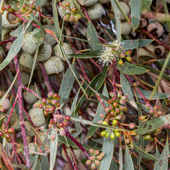 Eucalyptus buprestium