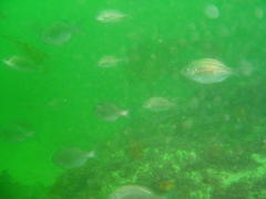 Pachymetopon blochii