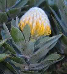 Leucospermum conocarpodendron conocarpodendron