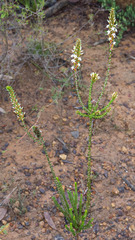 Lysinema pentapetalum